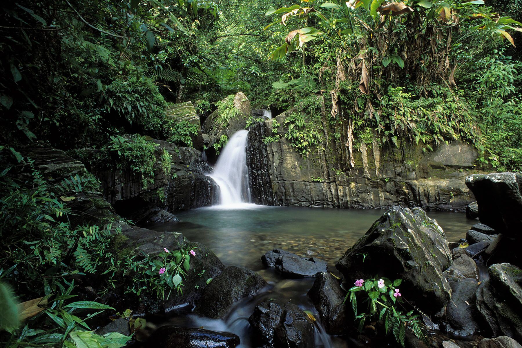 Una cascada rodeada de exuberante vegetación y rocas.