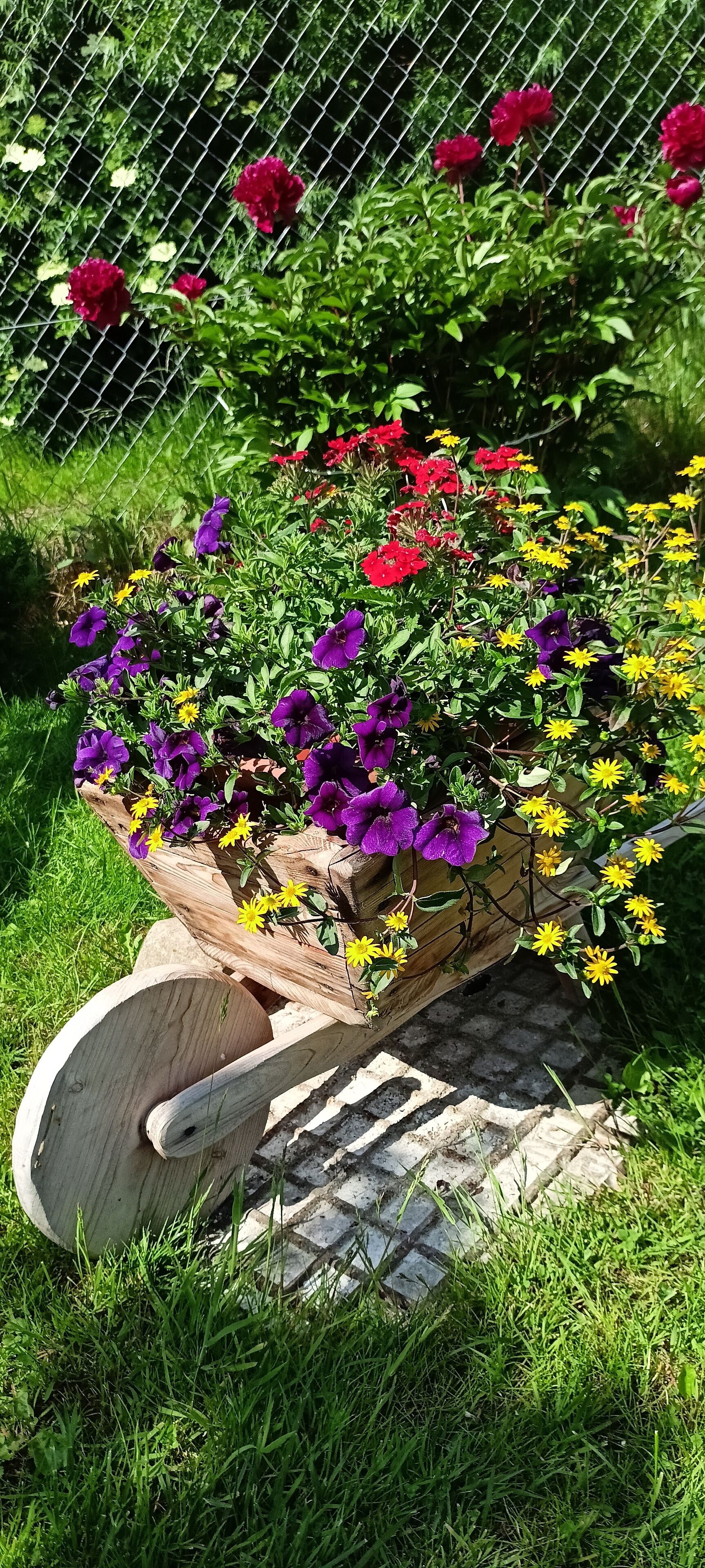 A garden with a wooden wheelbarrow filled with purple and yellow flowers, surrounded by a metal fence and greenery.