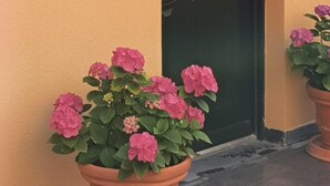 Eine Tür mit strukturierter Oberfläche, eine kleine Wandleuchte und ein Blumentopf mit rosa Blüten.