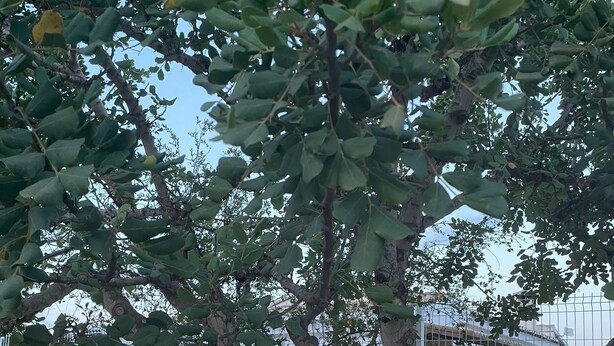 Una hamaca atada a un árbol con una valla de metal al fondo.