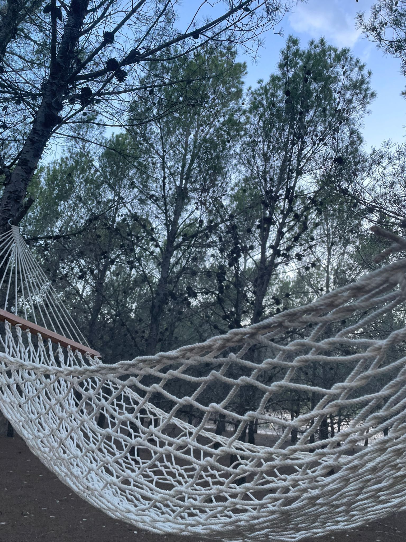 En hängmatta som är upphängd mellan träd i ett skogsområde.