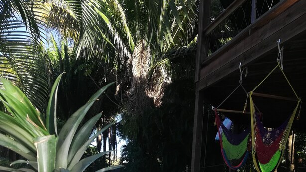 A pool with a pineapple on the edge, surrounded by palm trees and hammocks.
