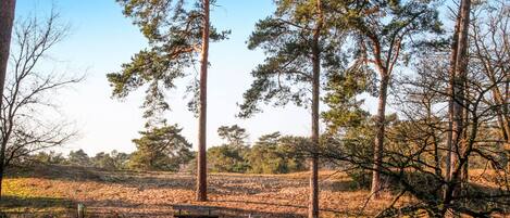 area