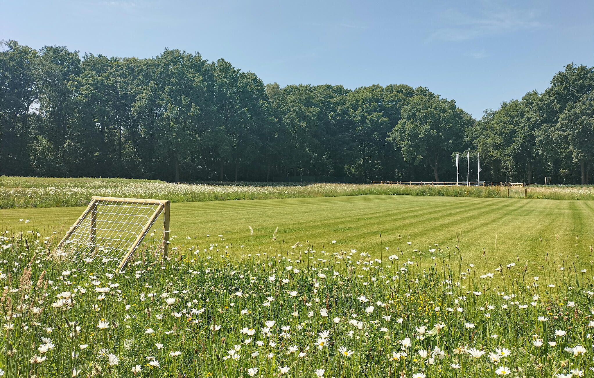 A grassy field with a soccer goal, surrounded by trees and a clear sky.