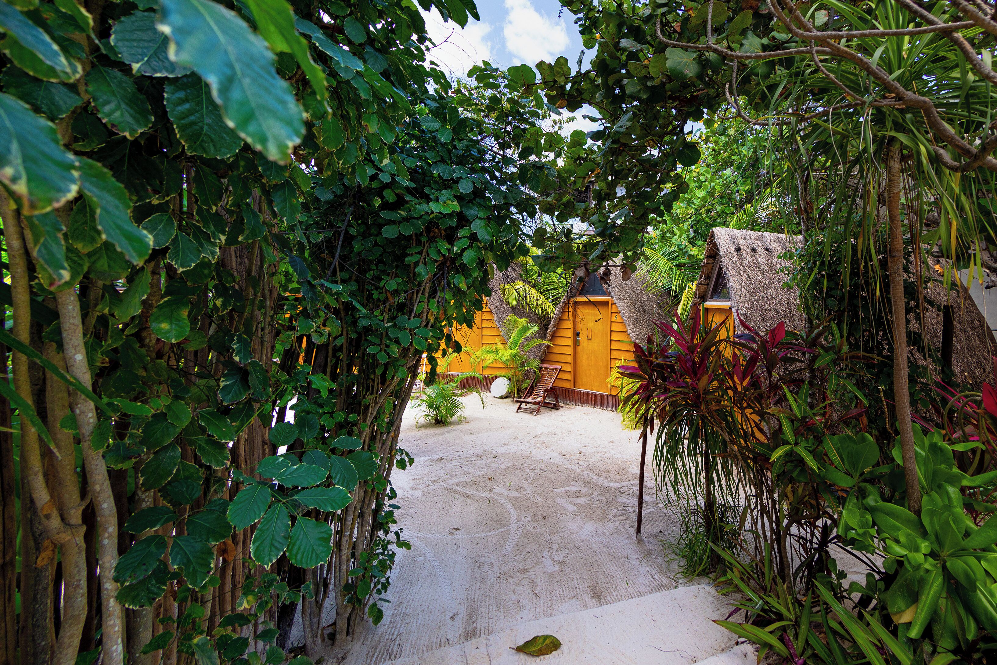 A pathway leading to a yellow building surrounded by dense foliage.