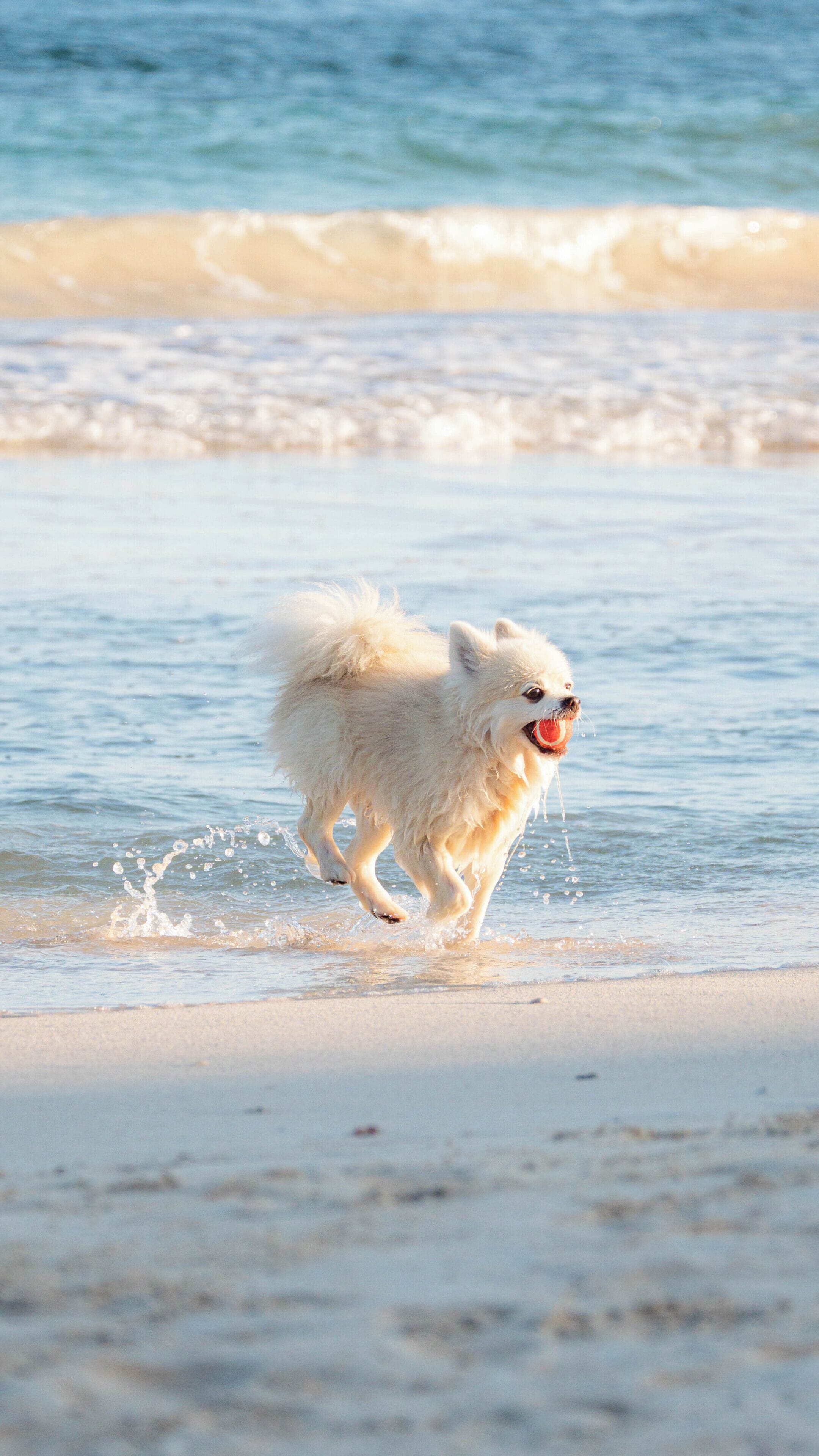 Un piccolo cane bianco che corre su una spiaggia con le onde sullo sfondo.