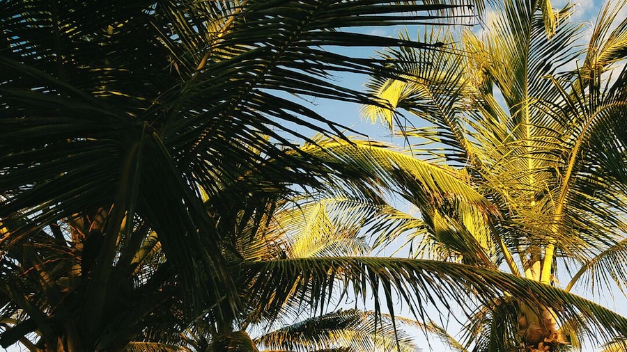 Mía Tulum Beachfront Resort - Ocean View Suites and Beach Club