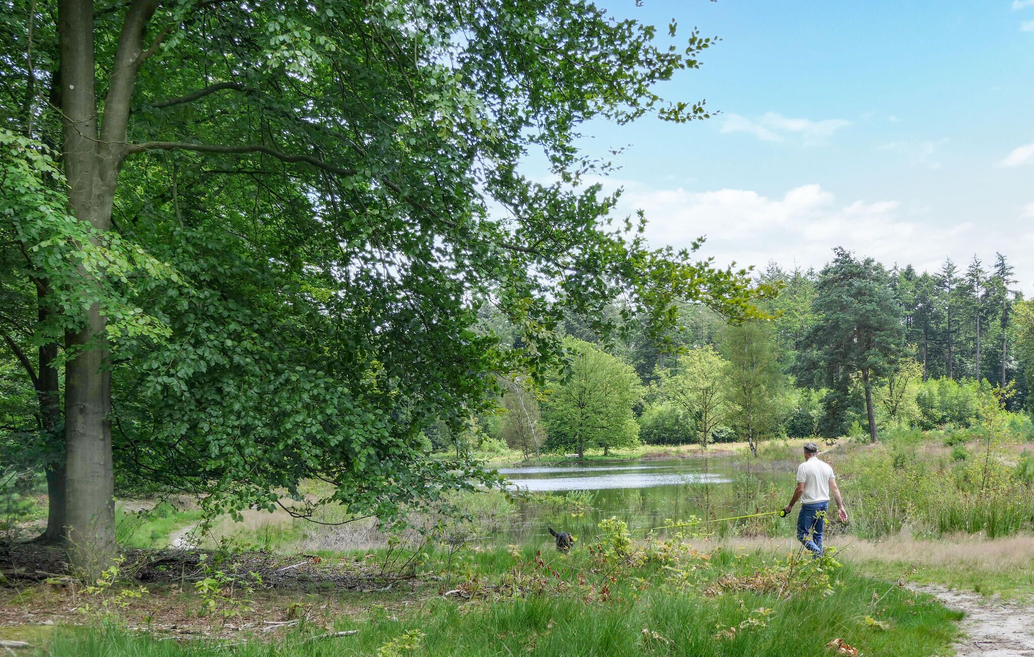 A natural landscape with a pond, trees, and a person fishing.