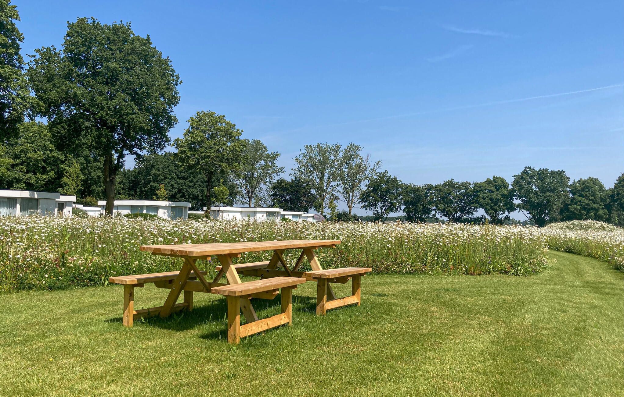 A picnic table in a grassy area with white flowers and trees in the background.
