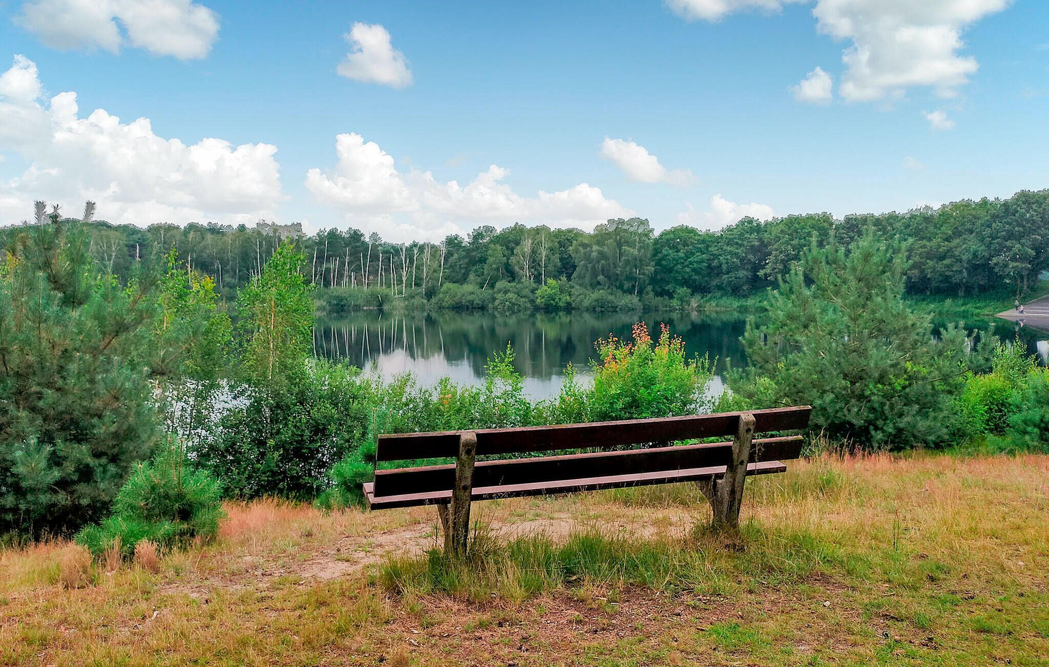 A bench overlooking a lake surrounded by trees.