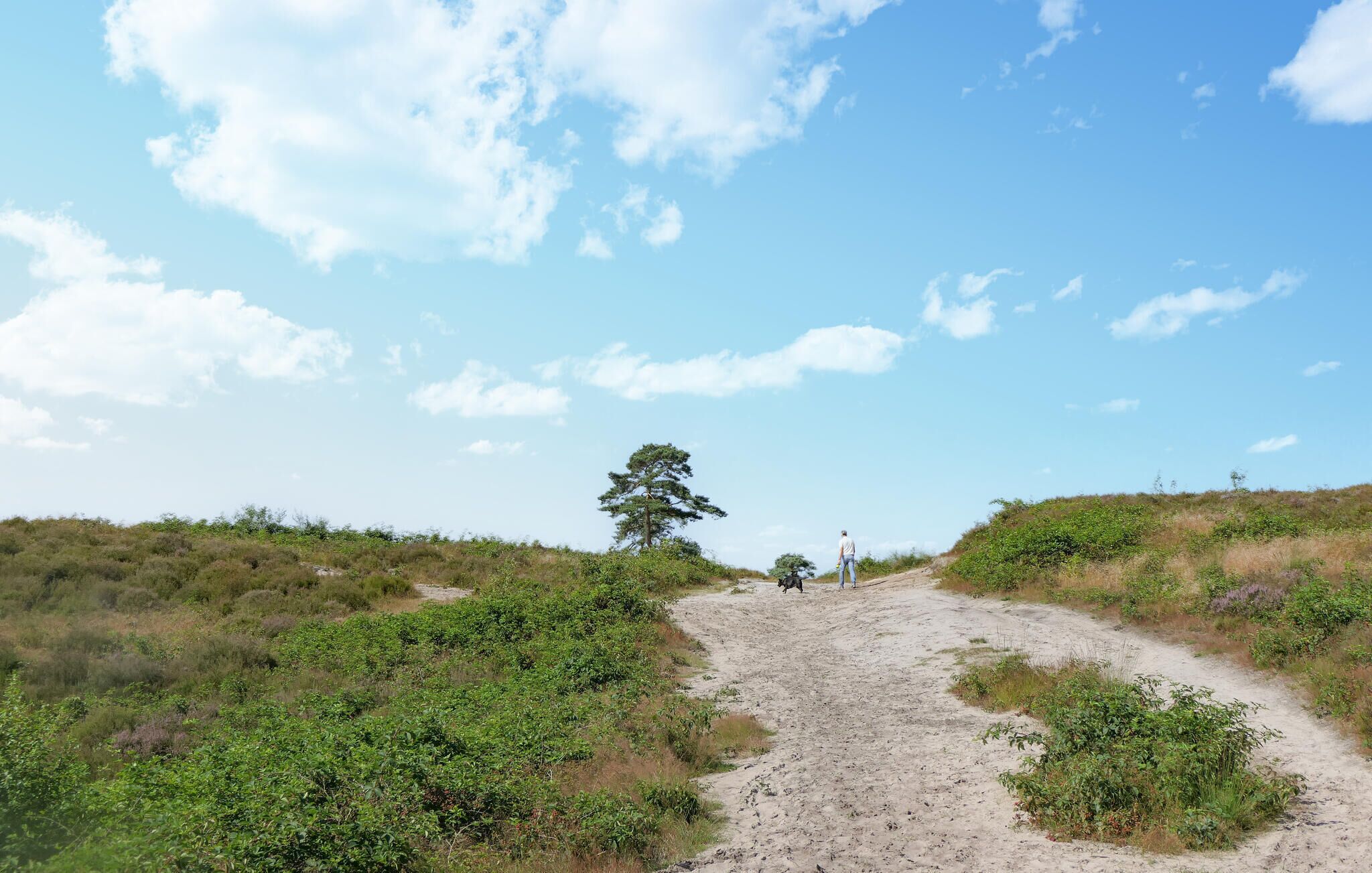 Un sentier de terre mène à une colline où la végétation est clairsemée et où se dresse un seul arbre.