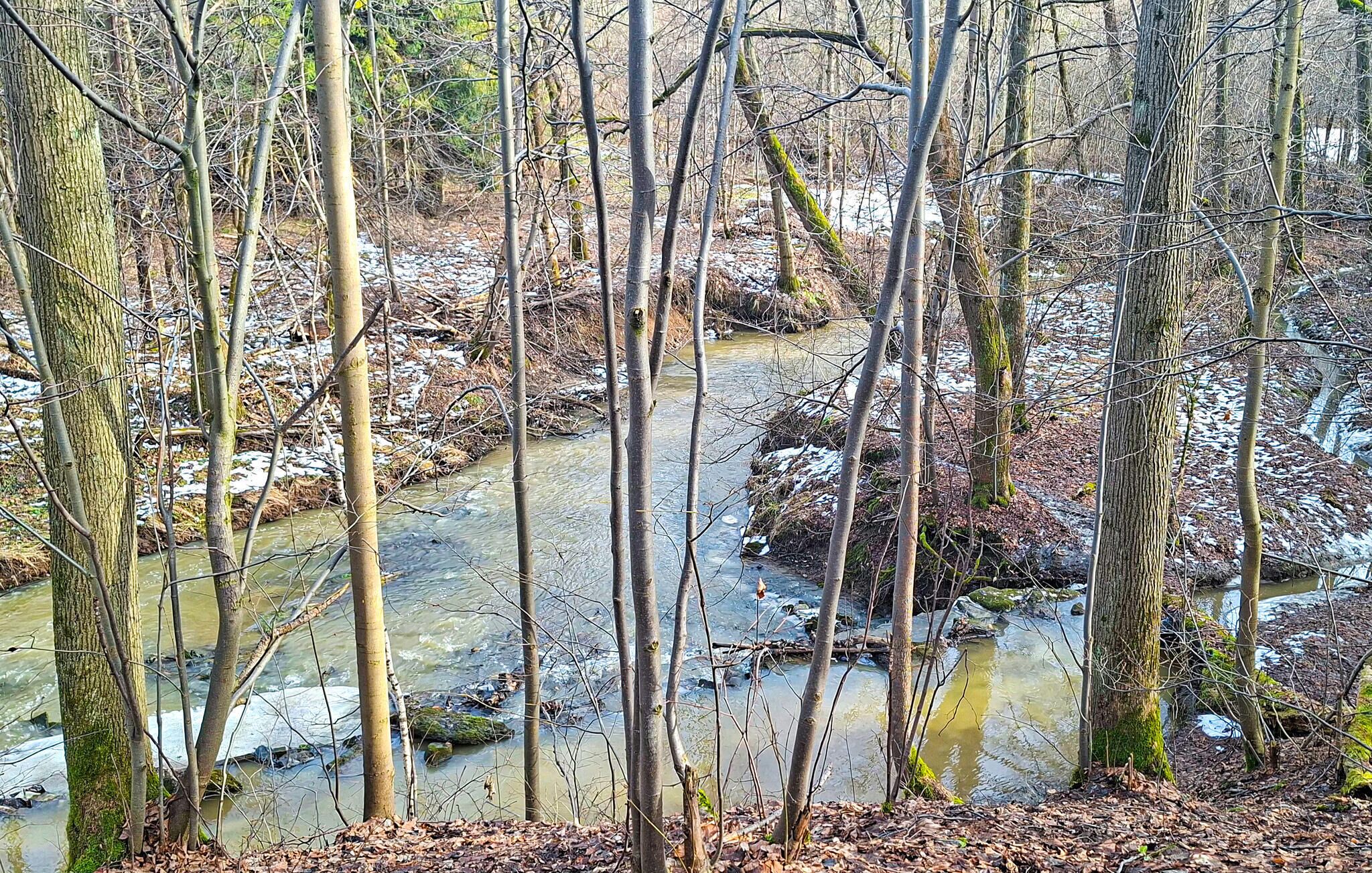 A forested area with a stream running through it.