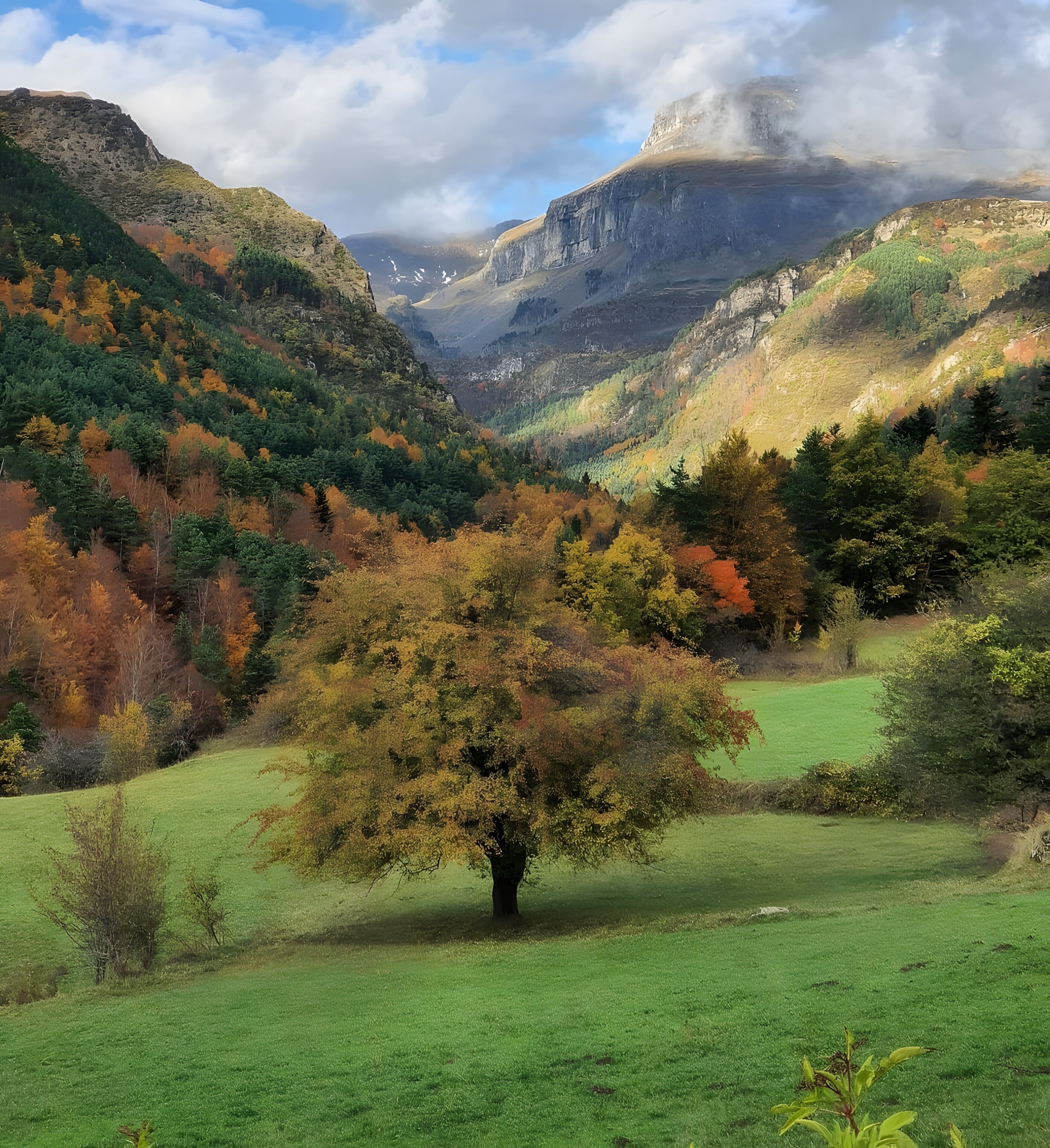A valley with a prominent tree in the foreground, surrounded by green fields and hills with autumn foliage.
