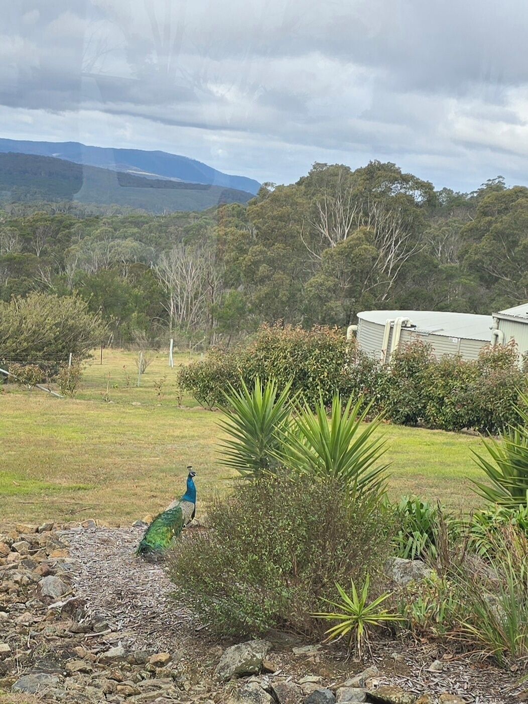 Un pavo real caminando sobre un sendero pedregoso, con una casa y un campo cubierto de hierba al fondo.