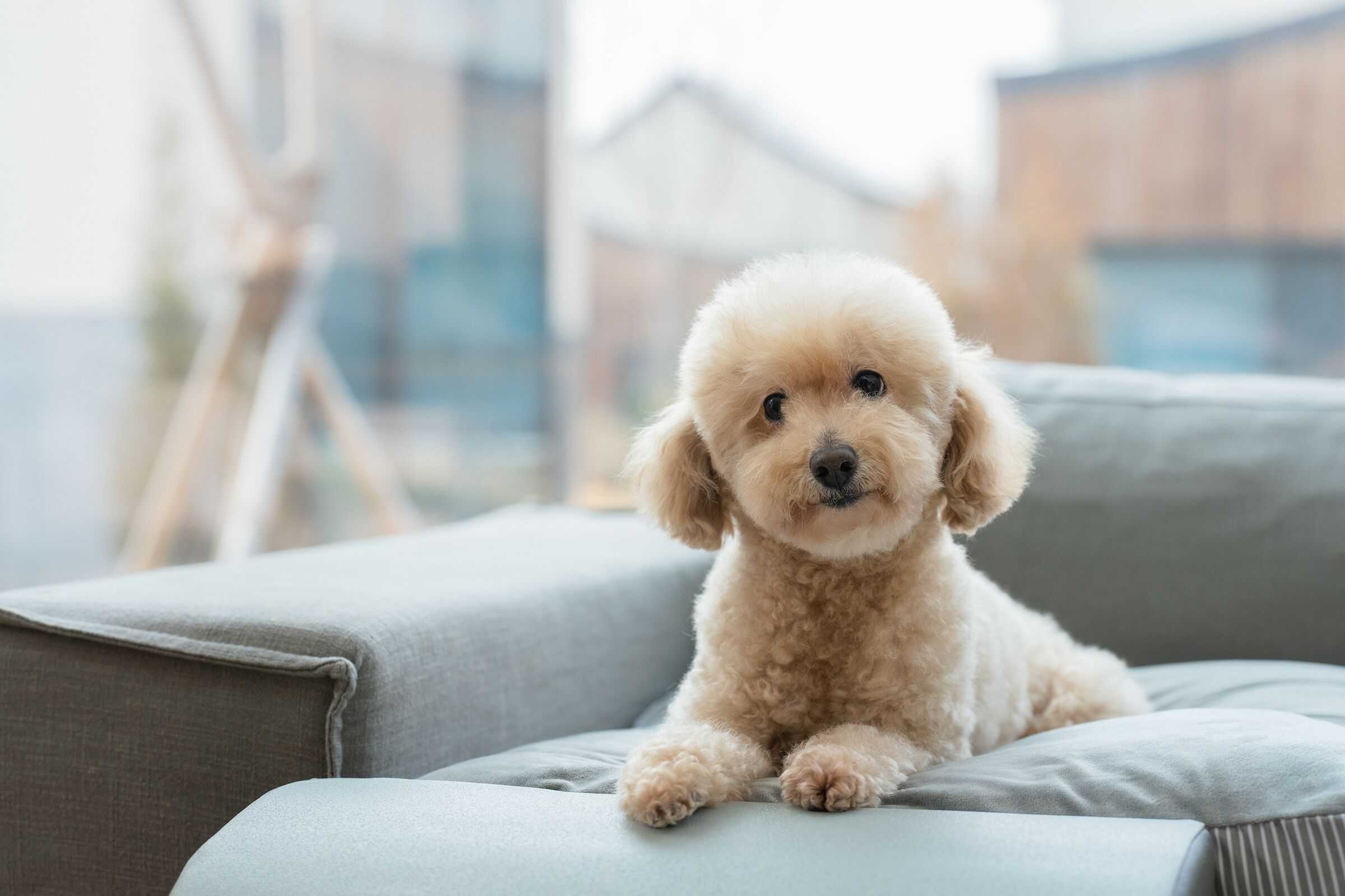 A small, light-colored dog sitting on a grey sofa in a modern living room with a blurred cityscape view in the background.