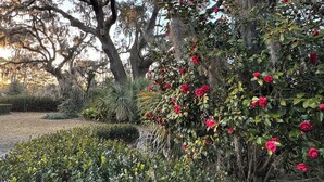 A garden with mature trees, dense shrubbery, and blooming flowers.