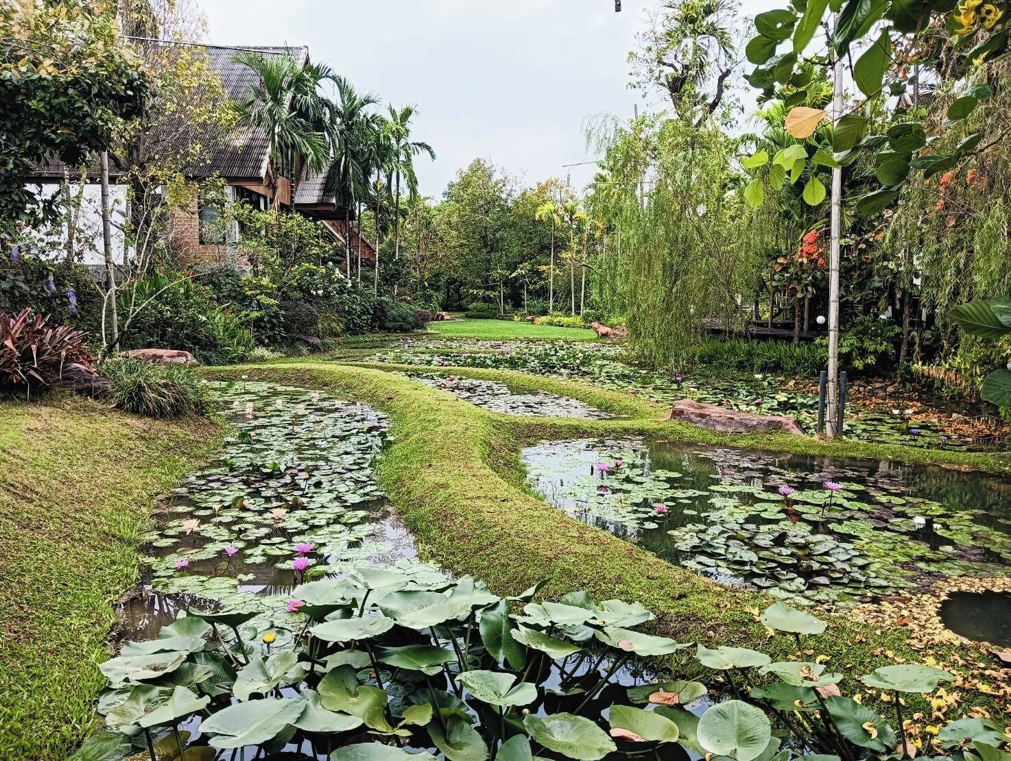 庭院