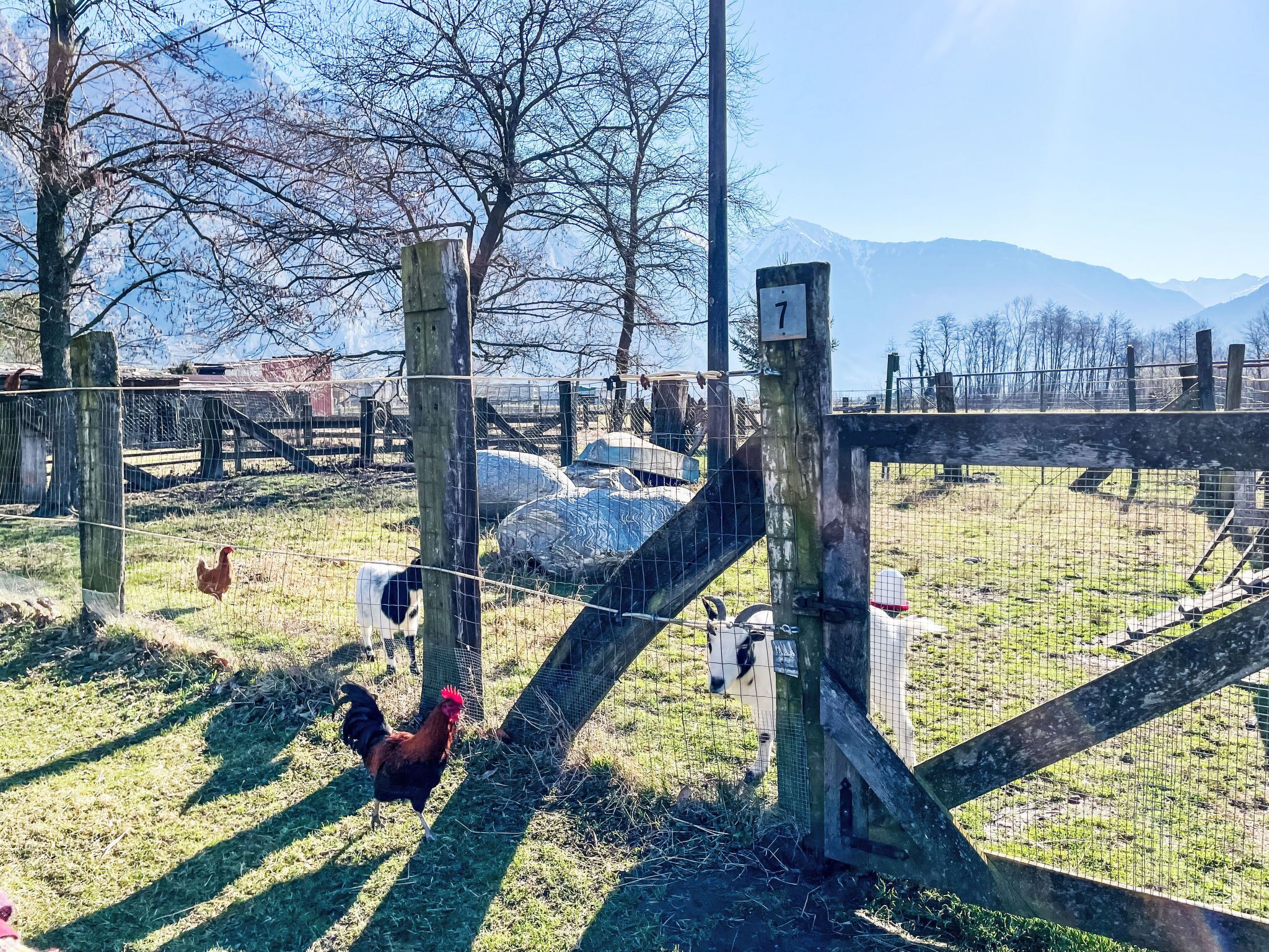 A fenced outdoor area with a wooden gate, a rooster, and a goat.
