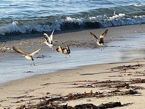 In Strandnähe, Strandtücher