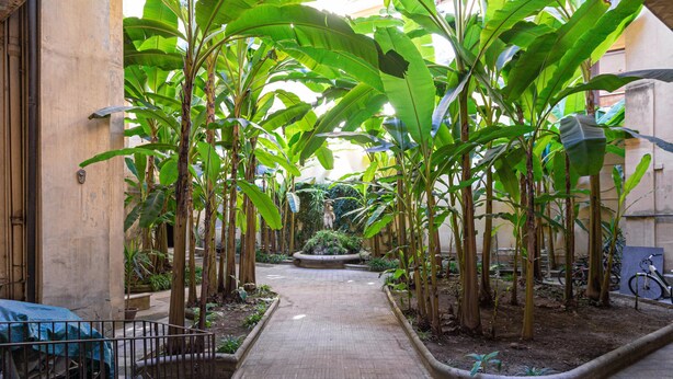 A narrow pathway flanked by banana trees, leading to a central garden area.