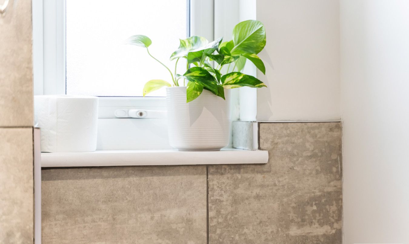 Une salle de bain avec une fenêtre, un lavabo blanc et une plante en pot.
