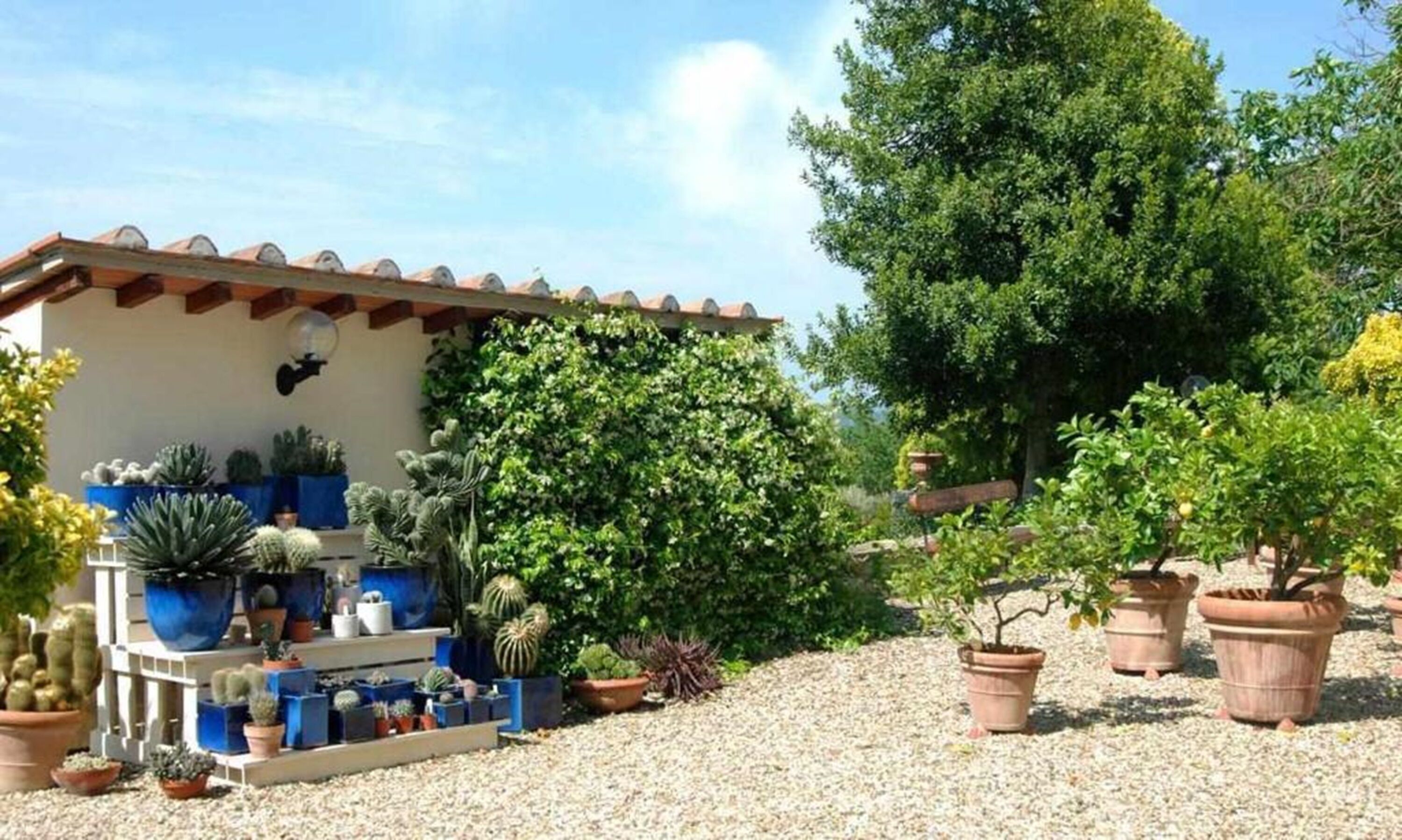A house with a tiled roof, surrounded by various potted plants and cacti.