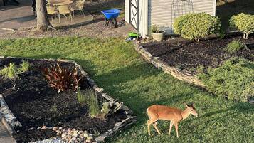 Terrain de l’hébergement