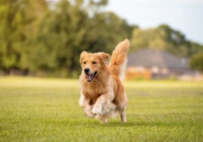 Huisdieren toegelaten