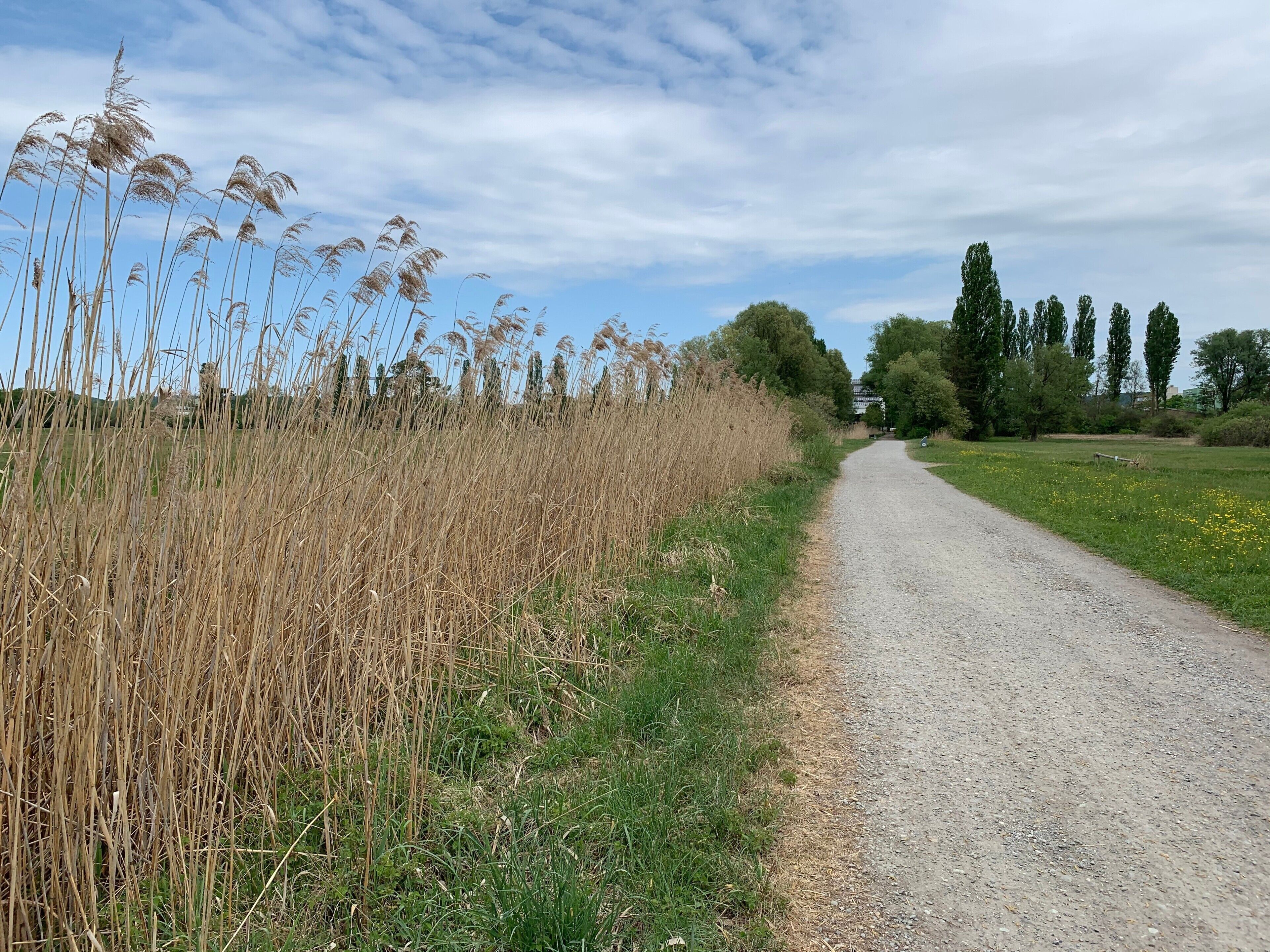 Ein Kiesweg, gesäumt von hohem Gras und Bäumen, führt zu einem Gebäude in der Ferne.