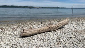 Une plage de galets avec un grand tronc d’arbre au premier plan et une eau calme en arrière-plan.