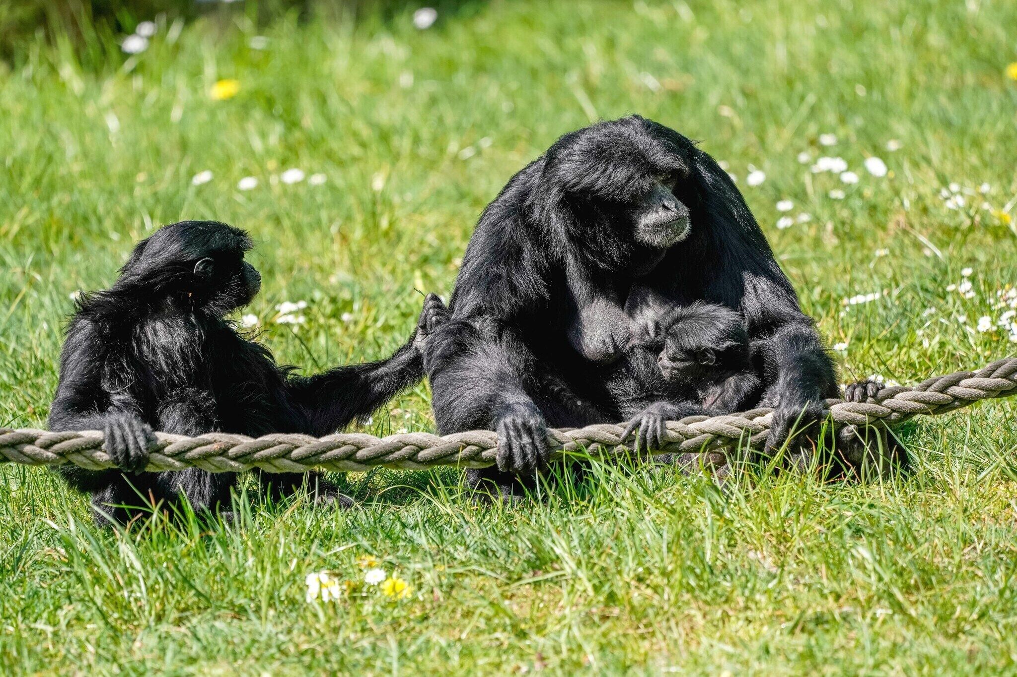 Dos chimpancés interactuando con una barrera de cuerda en un área verde al aire libre.