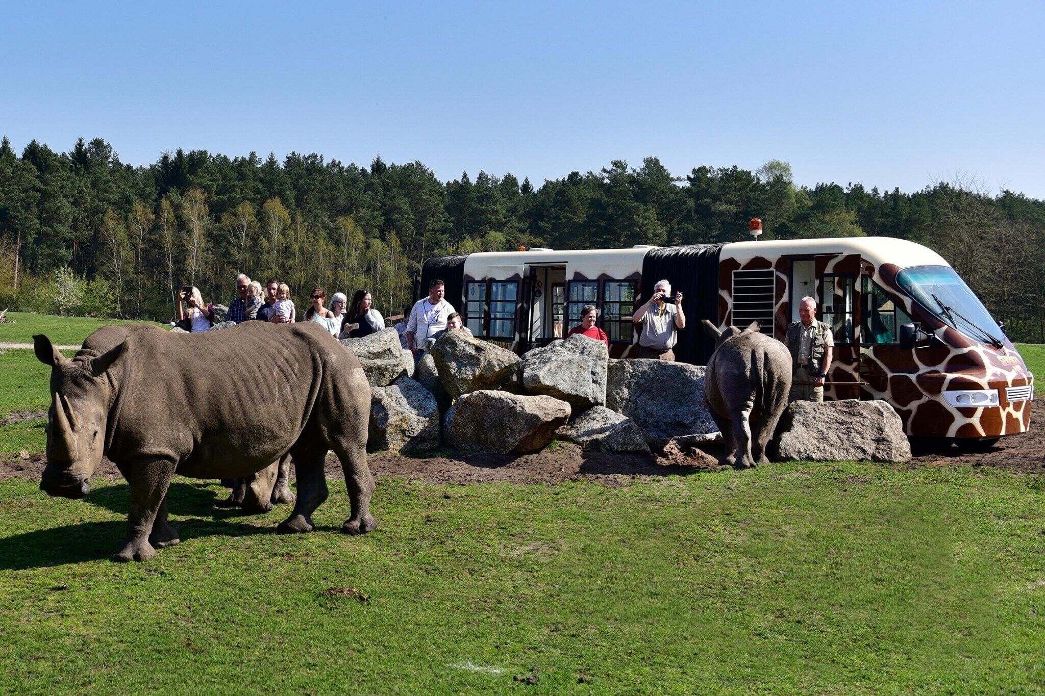 Een groep mensen bekijkt neushoorns nabij een bus in een grasveld, met bomen op de achtergrond.
