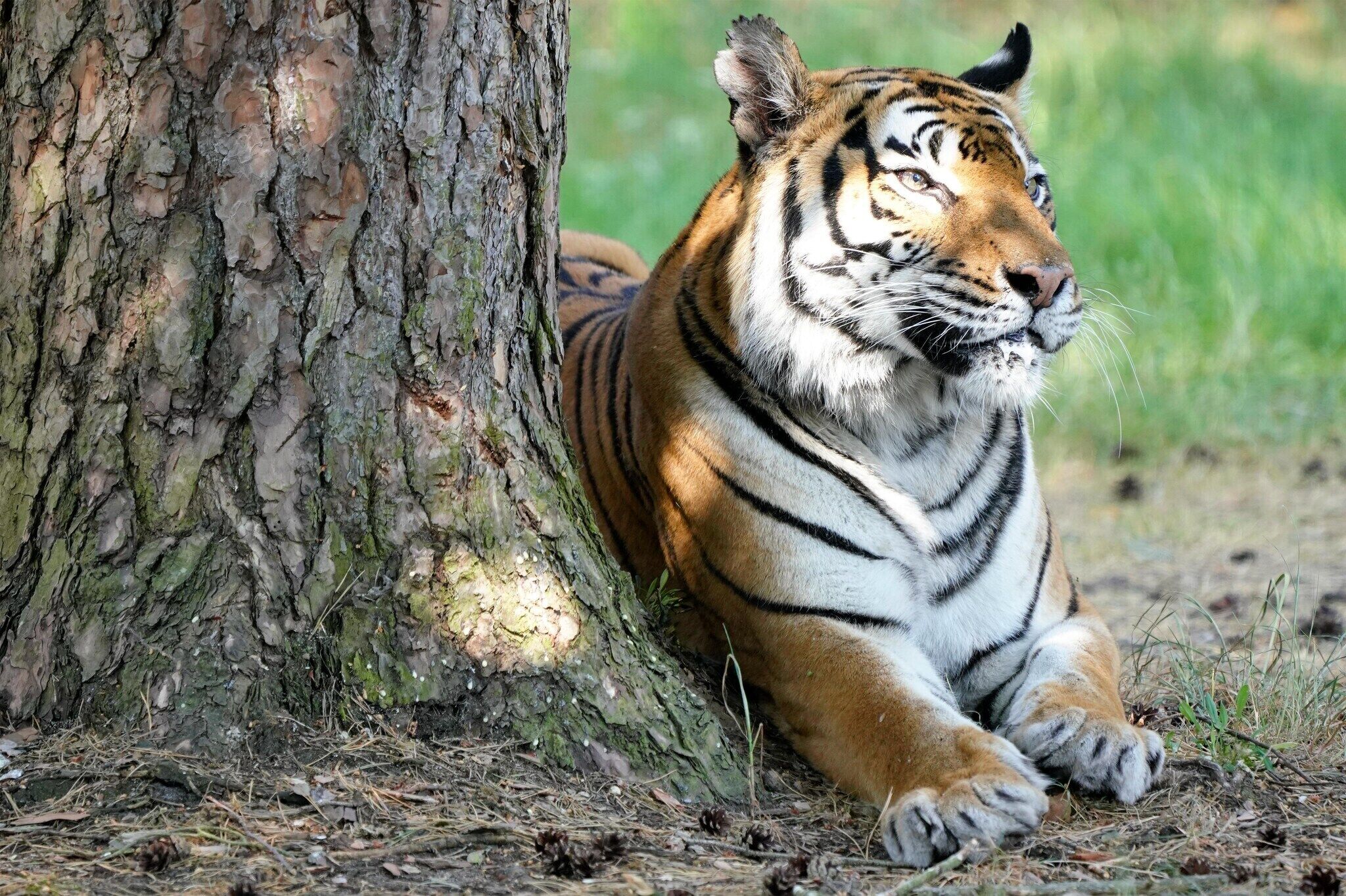 A tiger lying next to a tree in a natural setting.
