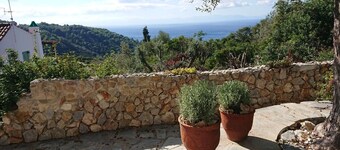 Olive Tree House