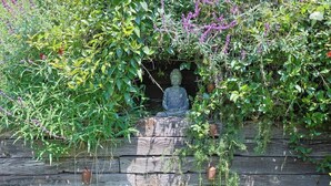 Eine Statue in einem Garten mit einer Holzwand und verschiedenen Pflanzen.