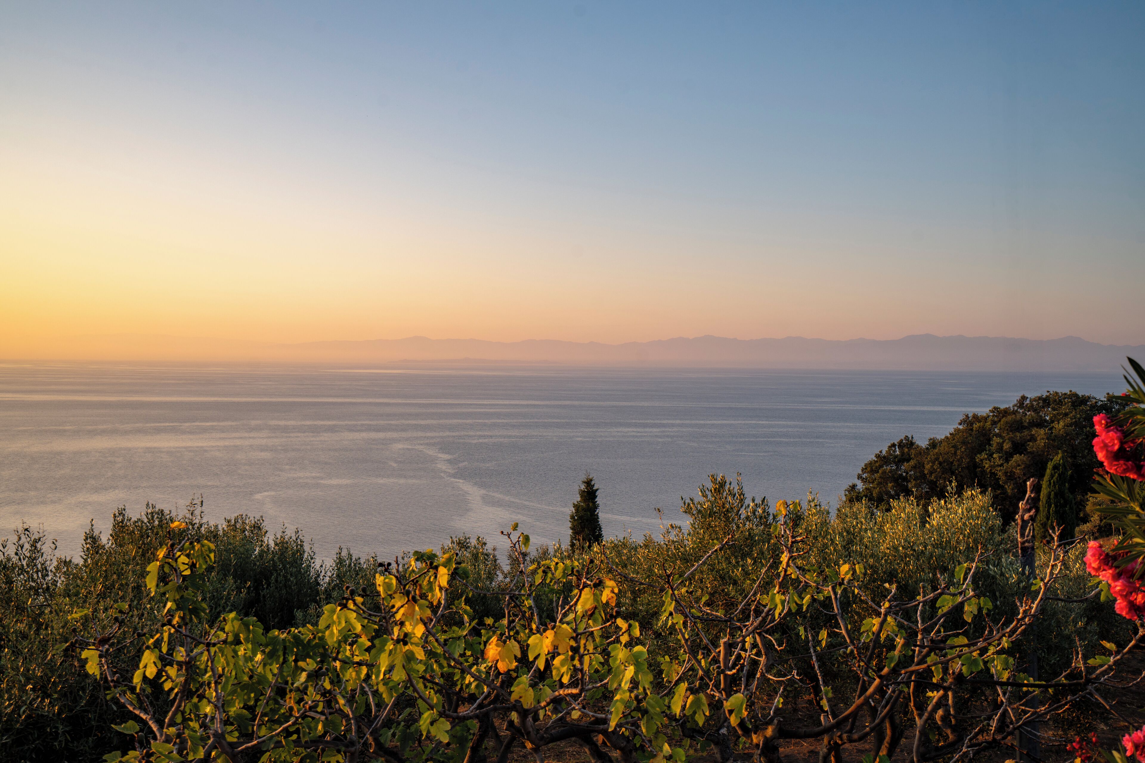 Un vignoble avec des rangées de vignes et une vue sur la mer.