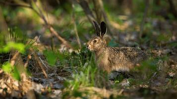 Un conejo marrón en un entorno natural, con hierba y hojas.