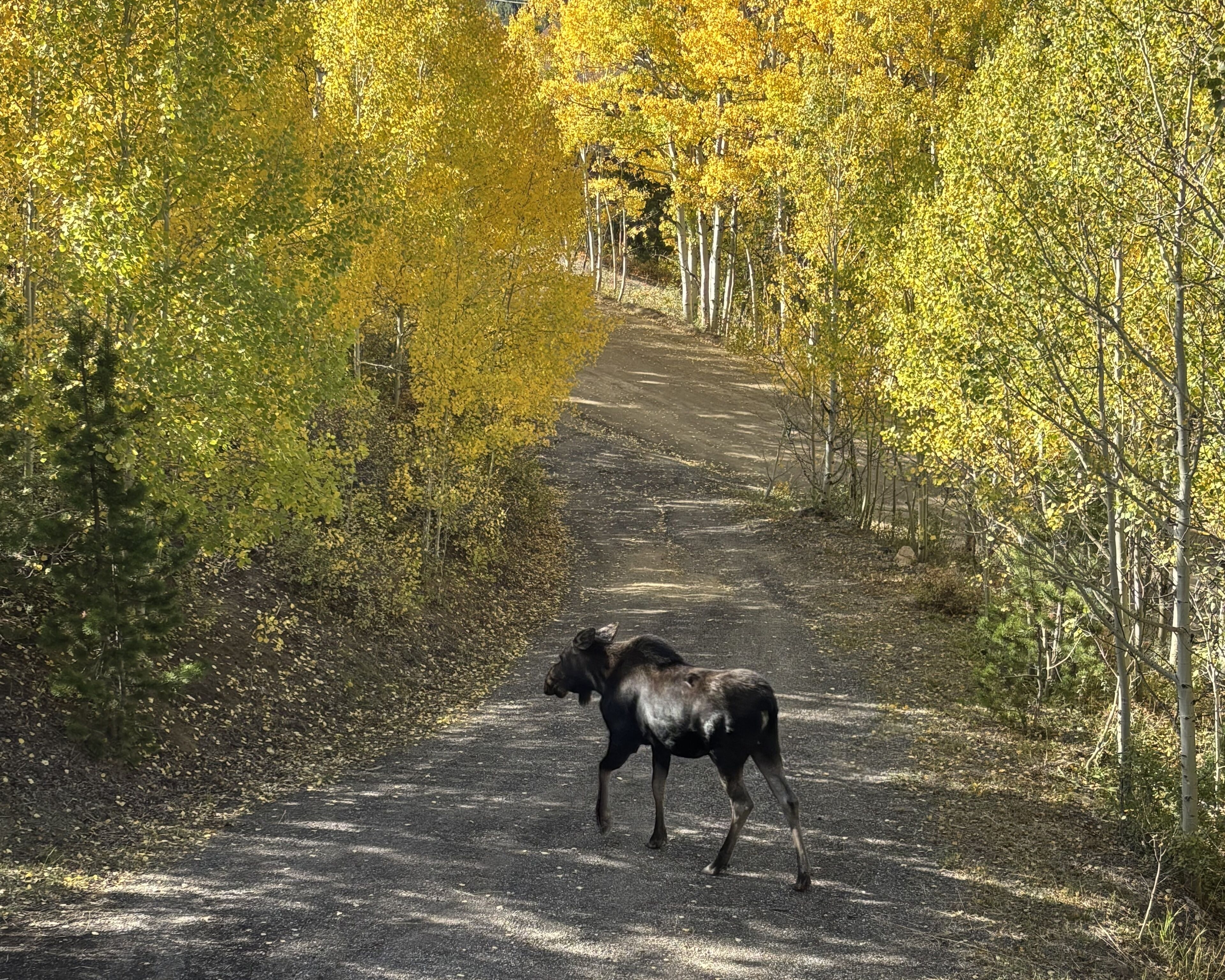 Un alce caminando por un sendero de tierra rodeado de árboles con hojas amarillas.