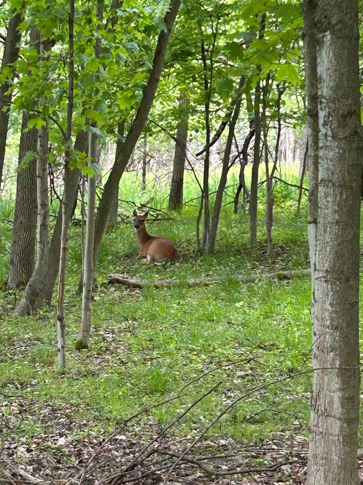 A deer in a forest with trees and grass.