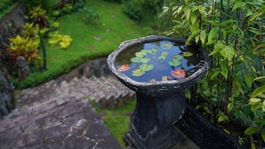 A birdbath with water and lily pads, surrounded by lush greenery and a stone pathway. - Loid's di Lempuyang (Karangasem)