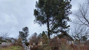 Een reeks stenen traptreden die leiden naar een huis, met een metalen leuning, omgeven door bomen en begroeiing.