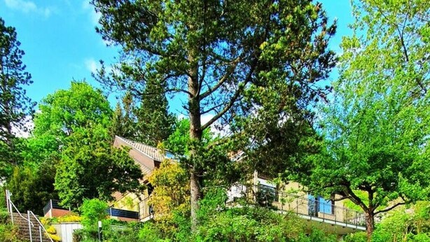 A set of stone steps with metal railings, surrounded by lush greenery and trees. - Studio apartment "SchwabenALB" with panoramic view (Albstadt)