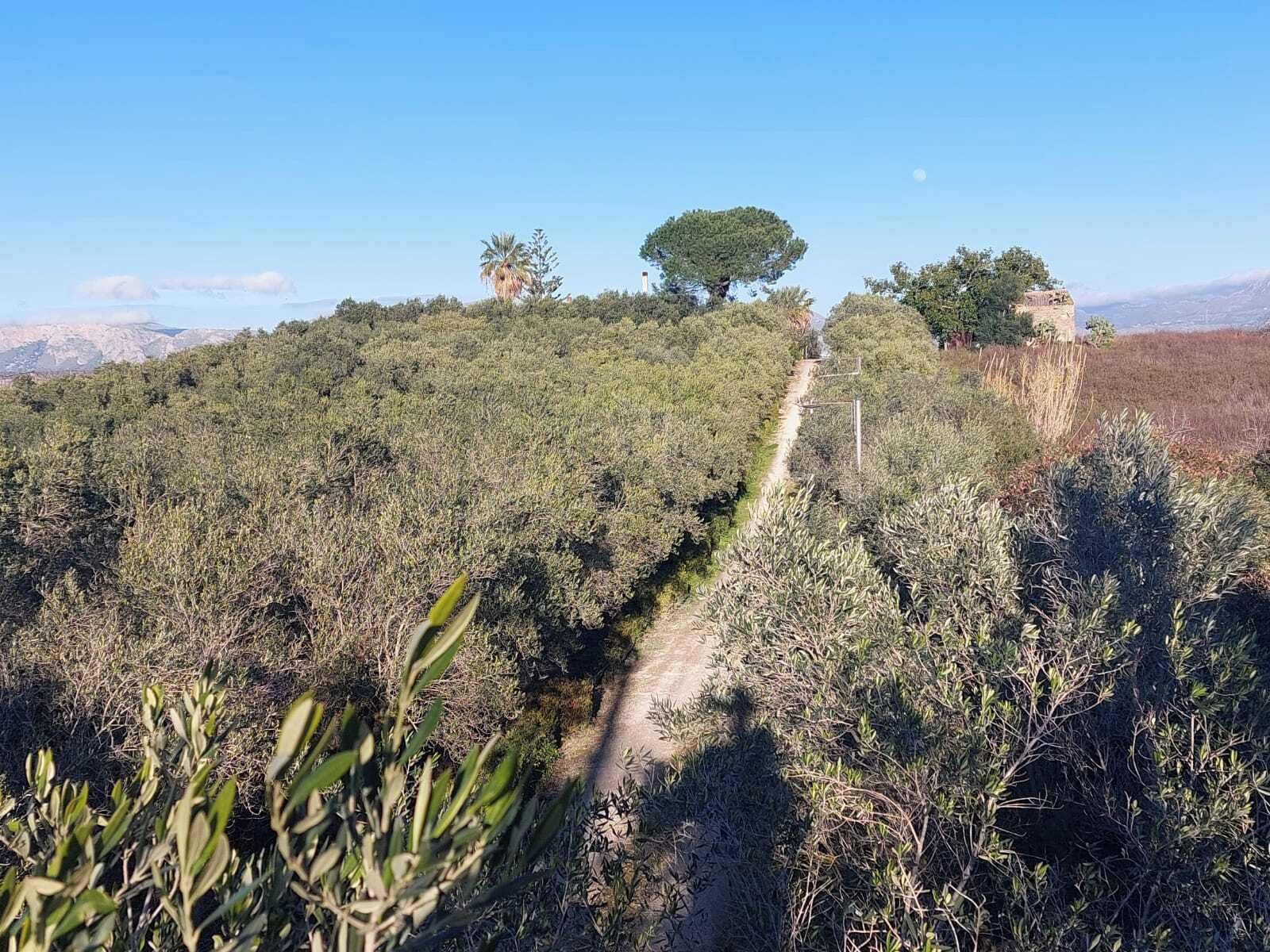 A vineyard with a dirt path leading through rows of grapevines.