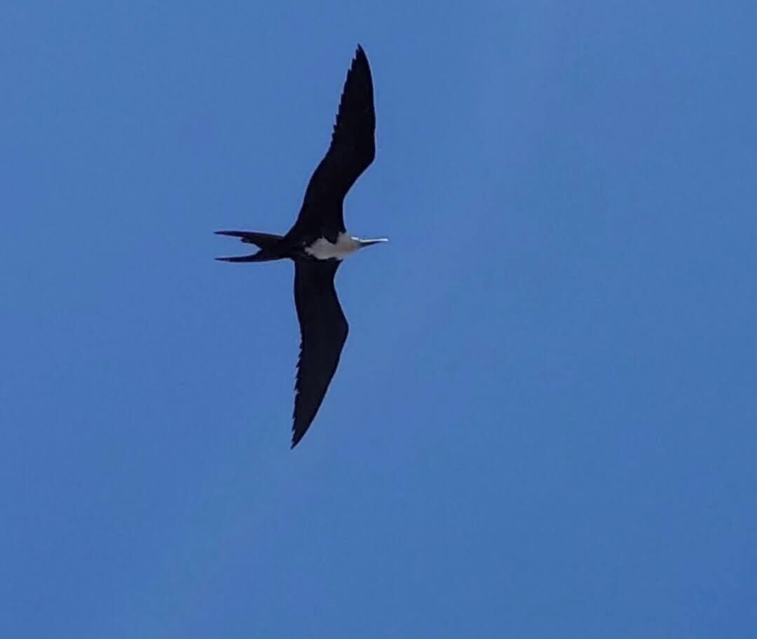 A bird in flight against a clear blue sky.
