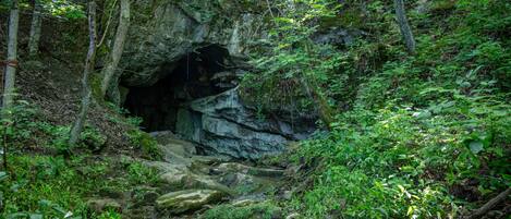L’entrée naturelle d’une grotte, entourée d’une forêt dense et traversée par un petit ruisseau.