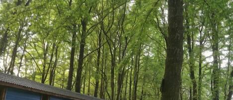 A row of blue buildings with a covered walkway, surrounded by tall trees.