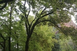 A dense forest with tall trees and a mountain in the background. - Longhushan Laiping Hostel (Guixi)