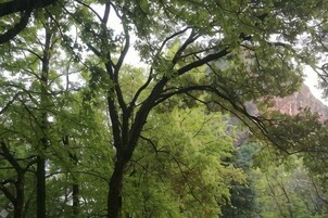 Un bosque denso con árboles altos y una montaña al fondo.
