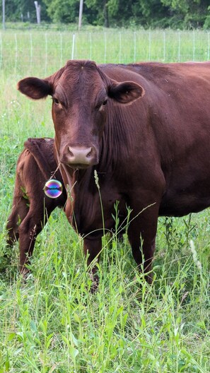 Miscellaneous - Huge Heated Tent w/King Bed on 175 Acre Farm (Tiskilwa)