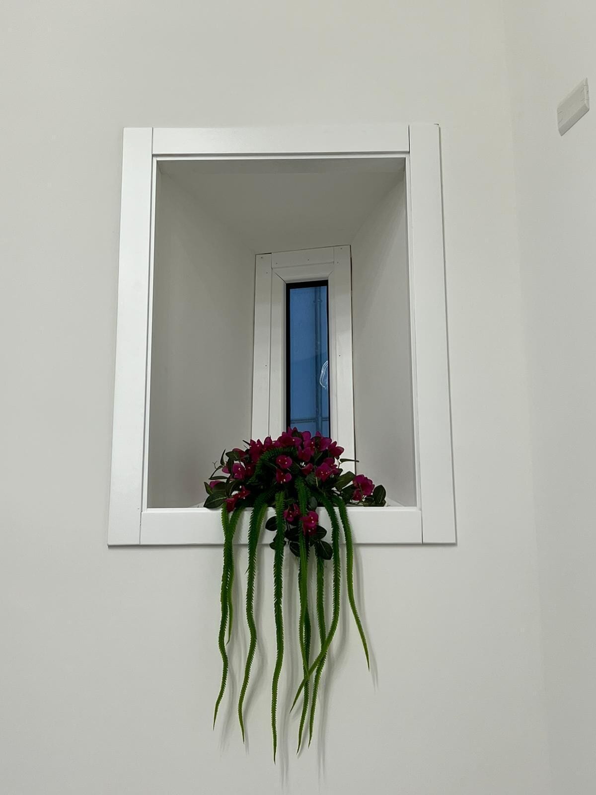 A small window with a white frame, a blue curtain, and a hanging plant with long green leaves and pink flowers.